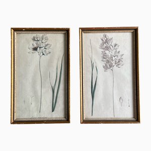 Botanical Drawings, Prints, Early 20th Century, Set of 2