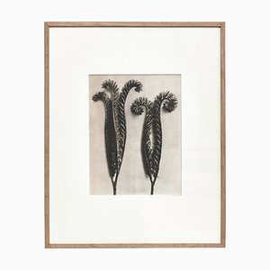 Karl Blossfeldt, Black and White Flower, 1942, Photograph, Framed