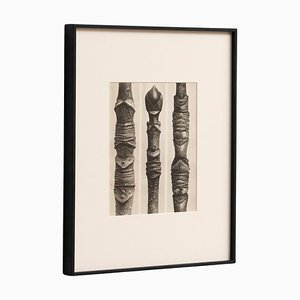 Karl Blossfeldt, Nature's Elegance, 1942, Photogravure, Framed
