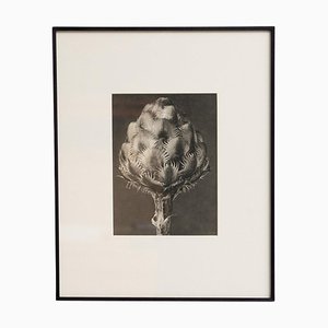 Karl Blossfeldt, Nature's Elegance, 1942, Photogravure, Framed