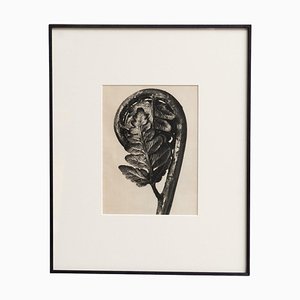 Karl Blossfeldt, Nature's Elegance, 1942, Tiefdruck, gerahmt