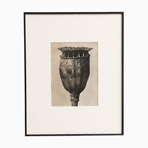 Karl Blossfeldt, Nature's Elegance, 1942, huecograbado, enmarcado