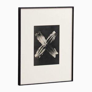 Karl Blossfeldt, Nature's Elegance, 1942, huecograbado, enmarcado