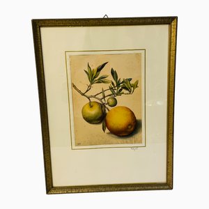 Georg Flegel, Branch with Bitter Oranges, Lithograph, 1940s
