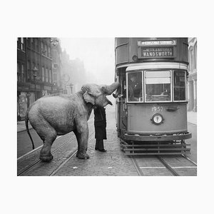 Hungriger Elefant, 1960er, Silberner Gelatinefaserdruck