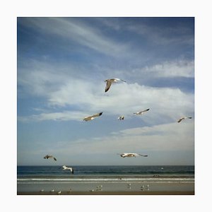 Lámina fotográfica Slim Aarons, San Diego Gulls, Estate, 1956/2020
