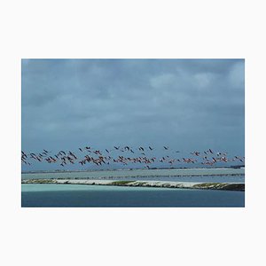 Lámina fotográfica Slim Aarons, Flamingos in Flight, Estate, 1979/2020