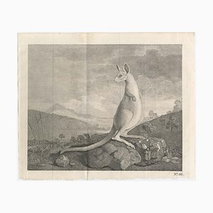 George Stubbs, Ilustración que presentó el canguro al público británico, década de 1700, Imprimir