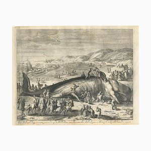 Ein Pottwal, der 1598 in der Nähe von Scheveningen gestrandet ist, 1700er, Druck