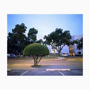 Samuel Hicks, árbol, década de 2000, impresión cromogénica