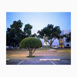 Samuel Hicks, Tree, 2000s, Chromogenic Print