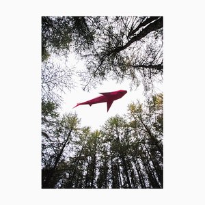 Liam Hopkins, Flying Shark 01, Lámina fotográfica