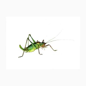 Juris Utāns, Grasshopper, 2000s, Mixed Media & Paper