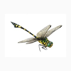 Juris Utāns, Big Dragonfly, 2000s, Mixed Media & Paper