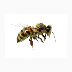 Juris Utāns, Bee from the Side, 2000s, Mixed Media & Paper