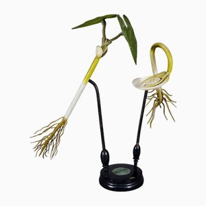 Botanisches Modell, 19. Jh., Robert Brendel zugeschrieben, 1890er