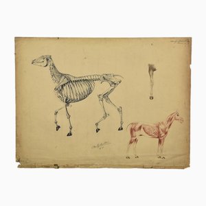 Chr. A.f. Anrochte, The Anatomy of the Horse, 1910, Ink & Pencil