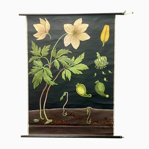 Vintage Wall Chart Anemone by Jung, Koch & Quentell for Hagemann, 1961