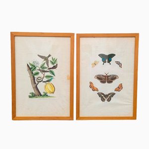 19th Century Butterflies and Birds Colored Framed Engravings, Set of 2