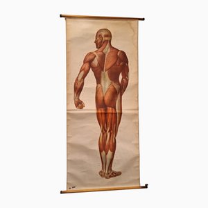 Grafico vintage del corpo umano, muscoli, Germania, 1960