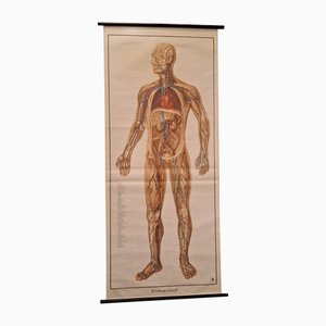 German Pull-Down Chart of the Human Body, Blood Circulation, Germany, 1960