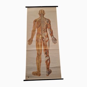 Diagramma anatomico del corpo umano, del sistema nervoso, della colonna vertebrale, dei muscoli e dei tendini, Germania, 1960