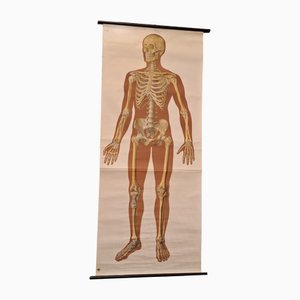 Anatomical Pull-Down Chart of the Human Body, Bones & Ligaments, Germany, 1960
