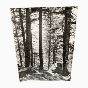 Bernard Darot, Sous-bois et rochers, 20th Century, Silver Gelatin Print