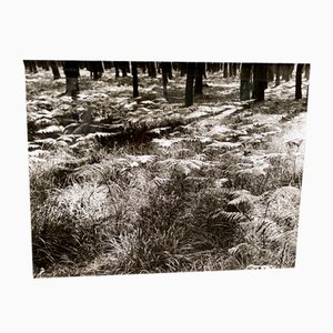 Bernard Darot, Fougères, XXe Siècle, Tirage Gélatino-Argentique