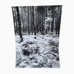 Bernard Darot, Sous-bois, 20. Jh., Silbergelatineabzug