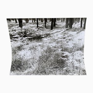 Bernard Darot, Parterre de fougères, 20th Century, Silver Gelatin Print