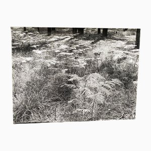 Bernard Darot, Parterre de Fougères, 20. Jahrhundert, Silbergelatineabzug