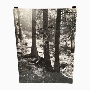 Bernard Darot, Coulée de lumière en forêt Club Nantais, Silver Gelatin Print