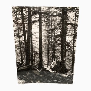 Bernard Darot, AFIAP Soleil dans la Forêt Vosgienne, Silver Gelatin Print