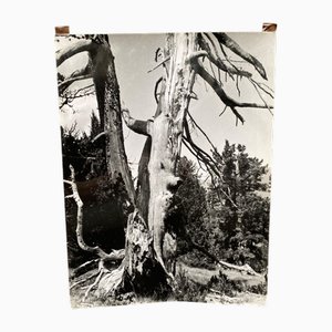 Bernard Darot, Ramure d'un arbre mort, 20th Century, Silver Gelatin Print