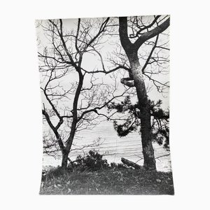 Bernard Darot, Deux arbres au bord de l'eau, 20th Century, Silver Gelatin Print