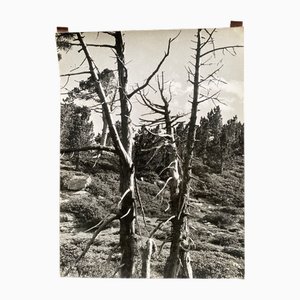 Bernard Darot, Arbre mort, siglo XX, Impresión en gelatina de plata
