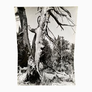 Bernard Darot, Arbre mort, siglo XX, Impresión en gelatina de plata