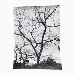 Bernard Darot, Arbustes au bord de l'eau, siglo XX, Impresión en gelatina de plata