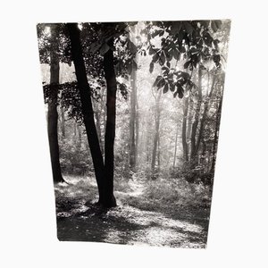 Bernard Darot, Contre-jour au Bois de Boulogne SNMF, Silver Gelatin Print