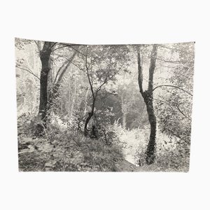 Bernard Darot, Sous-Bois, 20th Century, Silver Gelatin Print