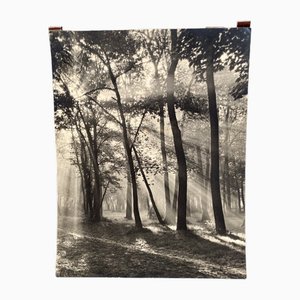 Bernard Darot, Matin au Bois de Boulogne Club Nantais, Silver Gelatin Print