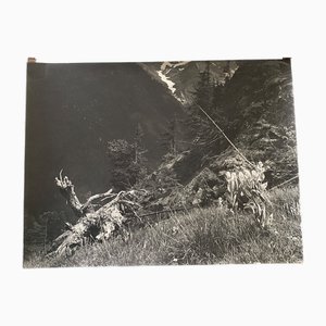 Bernard Darot, A flanc de montagne, 20. Jahrhundert, Silbergelatineabzug
