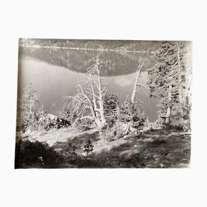 Bernard Darot, Arbre mort devant un lac No. 4, 20th Century, Silver Gelatin Print