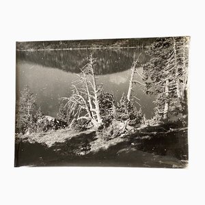 Bernard Darot, Arbre mort devant un lac No. 3, 20th Century, Silver Gelatin Print