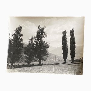 Bernard Darot, Photo Club Nantais : Cyprès, XXe Siècle, Tirage Gélatino-Argent