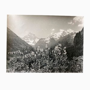 Bernard Darot, Champs fleuris en montagne, siglo XX, Impresión en gelatina de plata