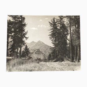Bernard Darot, AFIAP: En Bordure de Forêt, 20th Century, Silver Gelatin Print