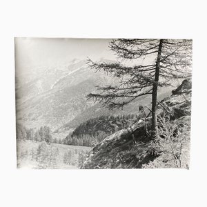Bernard Darot, Vue sur vallée Montagnes Sapins, siglo XX, Impresión en gelatina de plata