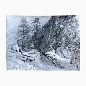 Bernard Darot, Deux sapins, 20th Century, Silver Gelatin Print